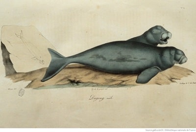 [Illustrations de Histoire naturelle des mammifères, t.III] Le Dugong. Source : gallica.bnf.fr