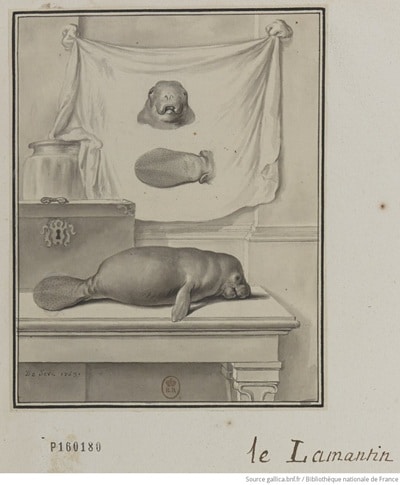 [Le Lamantin.] : [dessin] / De Seve 1763. Source : Gallica.bnf.fr