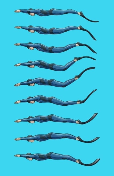 Illustration, étapes du mouvement d'ondulation en monopalme.