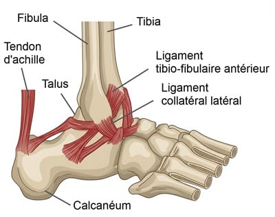 Principaux tendons de la cheville